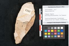 Foto (Objekt + Etikett) von Sequoia hardtii Endl. (NHMW-GEO-2024-0188-8243)